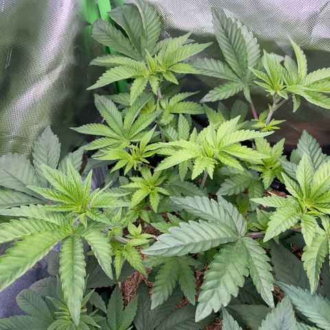 Cereal Milk #3 by KilliczGe growlog timeline photo