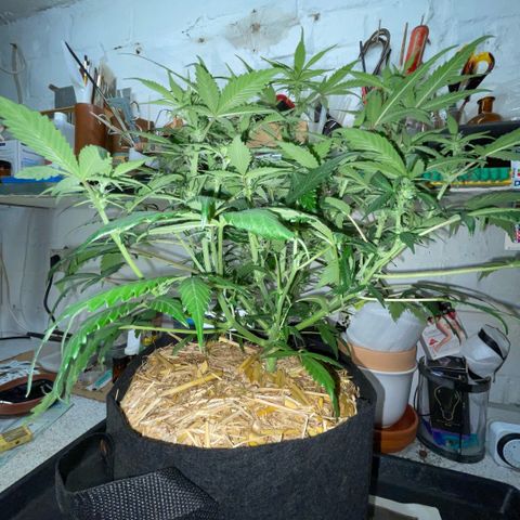 Purple Punch Automatic by KilliczGe growlog timeline photo