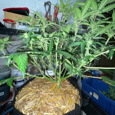 Purple Punch Automatic by KilliczGe growlog timeline photo