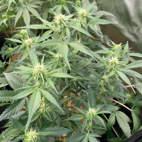 Purple Punch Automatic by KilliczGe growlog timeline photo