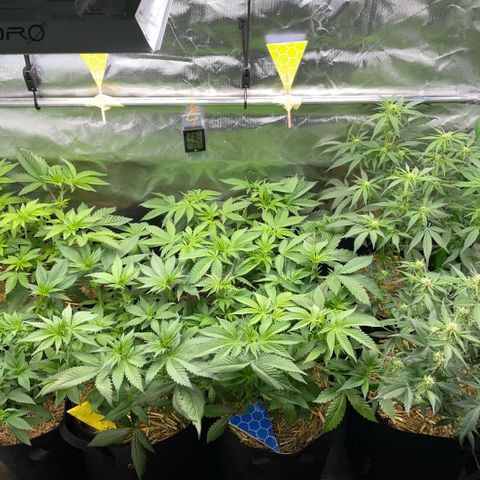 White Widow Automatic by KilliczGe growlog timeline photo