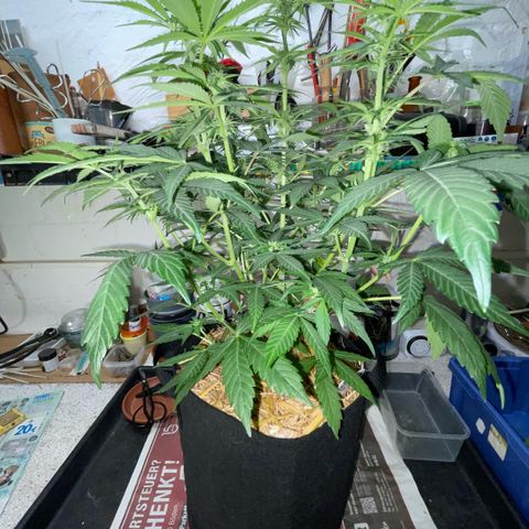 White Widow Automatic by KilliczGe growlog timeline photo