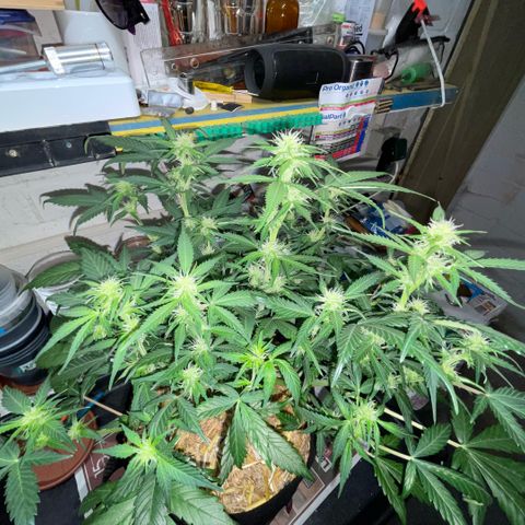 Purple Punch Automatic by KilliczGe growlog timeline photo