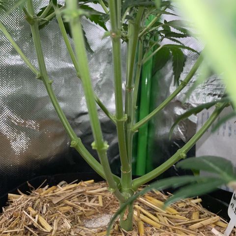 White Widow Automatic by KilliczGe growlog timeline photo