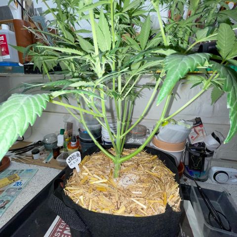 White Widow Automatic by KilliczGe growlog timeline photo