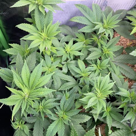 Big Bud by KilliczGe growlog timeline photo