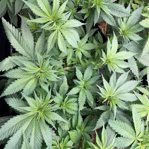 Permanent Marker by KilliczGe growlog timeline photo