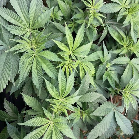 Purple Zkittlez #2 by KilliczGe growlog timeline photo