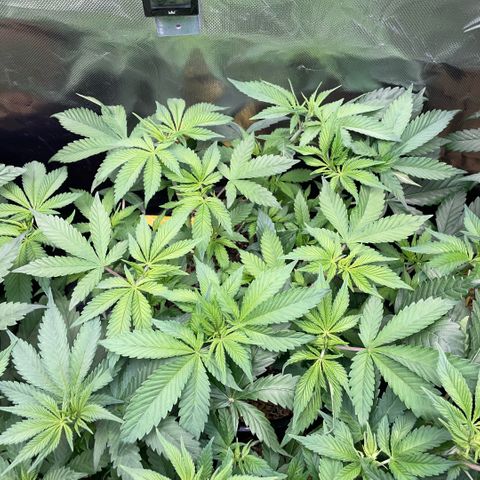 Purple Zkittlez #1 by KilliczGe growlog timeline photo