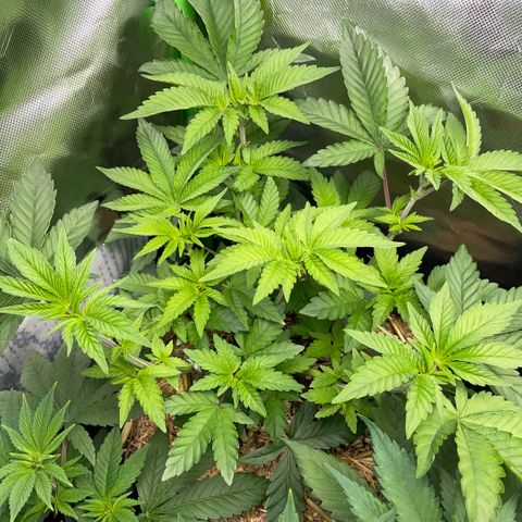 Cereal Milk #3 by KilliczGe growlog timeline photo