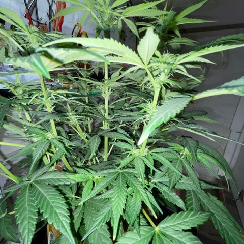 White Widow Automatic by KilliczGe growlog timeline photo