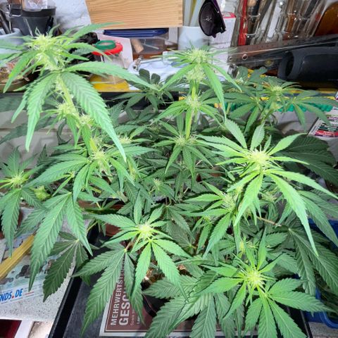 White Widow Automatic by KilliczGe growlog timeline photo