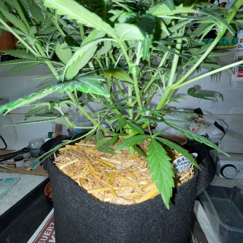 White Widow Automatic by KilliczGe growlog timeline photo