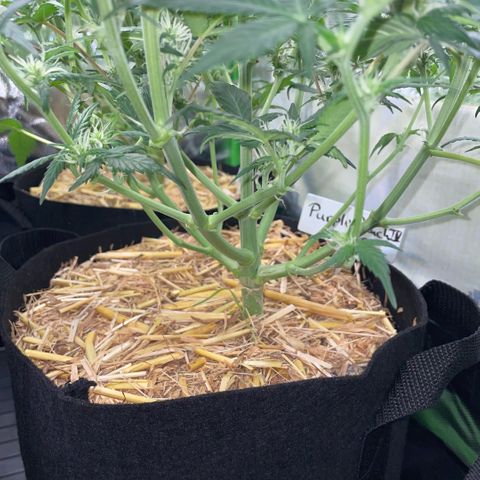 Purple Punch Automatic by KilliczGe growlog timeline photo