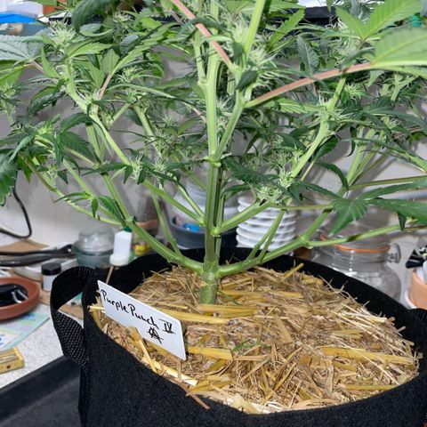 Purple Punch Automatic by KilliczGe growlog timeline photo