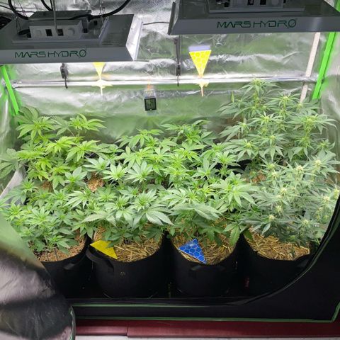 Cereal Milk #3 by KilliczGe growlog timeline photo