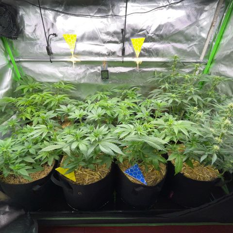 Cereal Milk #3 by KilliczGe growlog timeline photo