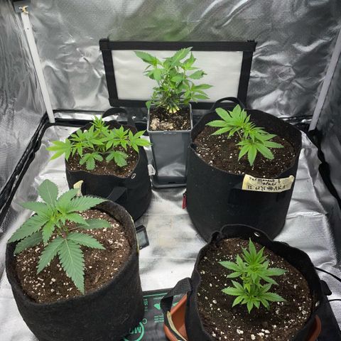 Dante’s Inferno - Mile High Dave by KilliczGe growlog timeline photo