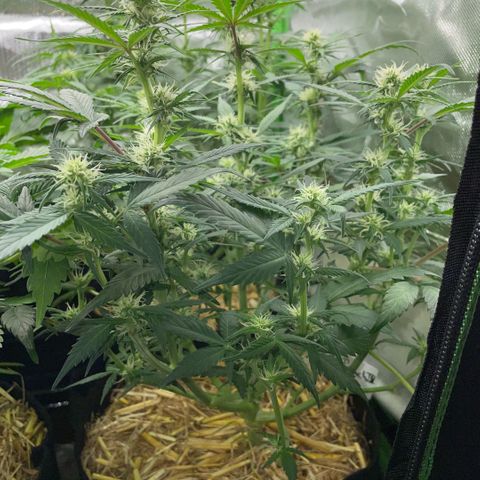 Purple Punch Automatic by KilliczGe growlog timeline photo