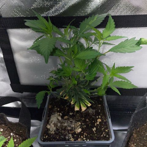 Tangerine Dream Clon #1 by KilliczGe growlog timeline photo