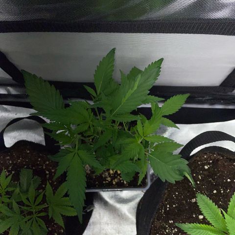 Tangerine Dream Clon #1 by KilliczGe growlog timeline photo