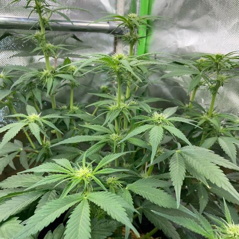 White Widow Automatic by KilliczGe growlog timeline photo