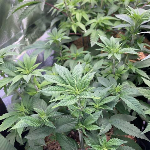 Big Bud by KilliczGe growlog timeline photo