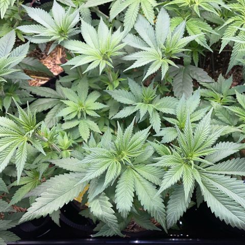 Permanent Marker by KilliczGe growlog timeline photo