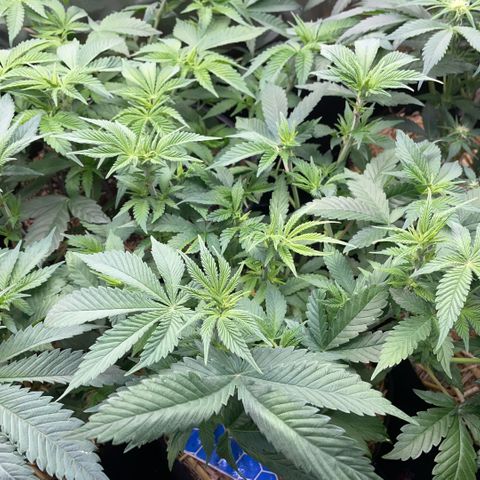 Purple Zkittlez #2 by KilliczGe growlog timeline photo