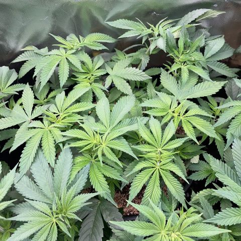 Purple Zkittlez #1 by KilliczGe growlog timeline photo