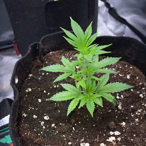 Big Bud 1 Klon 1 by KilliczGe growlog timeline photo