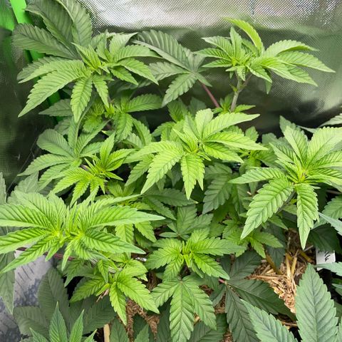 Cereal Milk #3 by KilliczGe growlog timeline photo