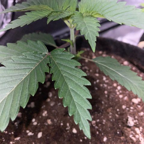 Dante’s Inferno - Mile High Dave by KilliczGe growlog timeline photo