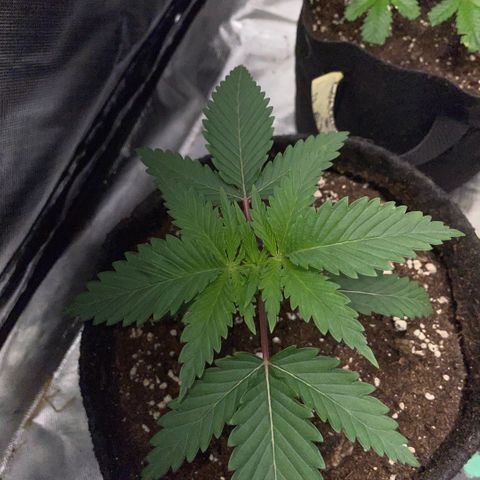 Dante’s Inferno - Mile High Dave by KilliczGe growlog timeline photo