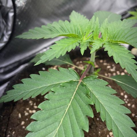 Dante’s Inferno - Mile High Dave by KilliczGe growlog timeline photo