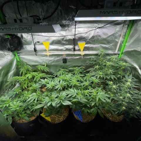 Cereal Milk #3 by KilliczGe growlog timeline photo