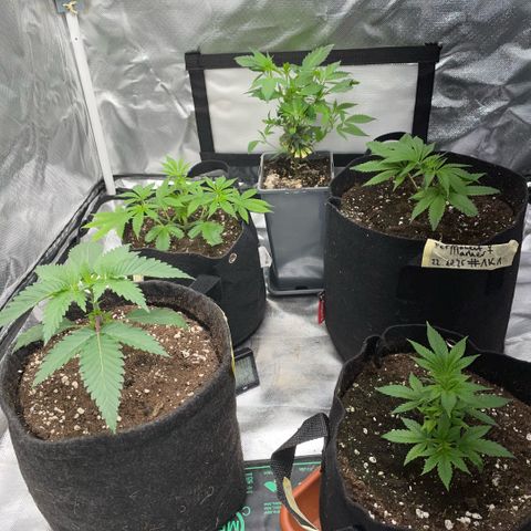 Dante’s Inferno - Mile High Dave by KilliczGe growlog timeline photo