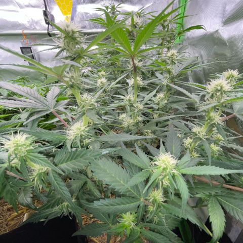 Purple Punch Automatic by KilliczGe growlog timeline photo