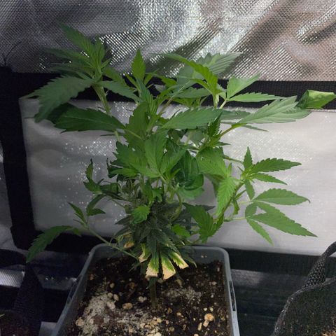 Tangerine Dream Clon #1 by KilliczGe growlog timeline photo