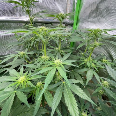 White Widow Automatic by KilliczGe growlog timeline photo