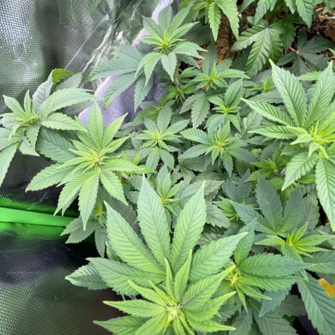 Big Bud by KilliczGe growlog timeline photo