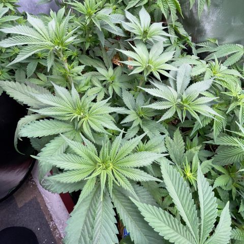 Permanent Marker by KilliczGe growlog timeline photo