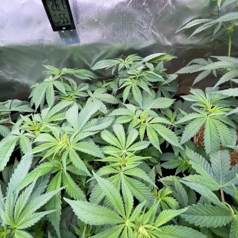 Purple Zkittlez #1 by KilliczGe growlog timeline photo