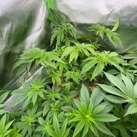 Cereal Milk #3 by KilliczGe growlog timeline photo