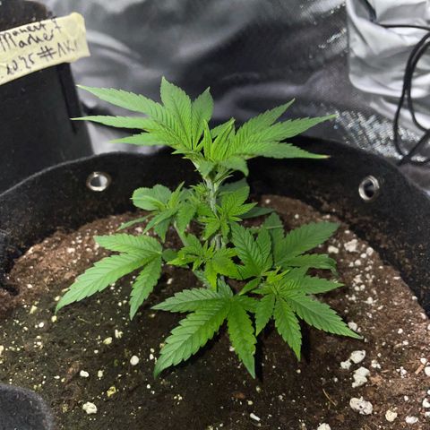Big Bud 1 Klon 1 by KilliczGe growlog timeline photo