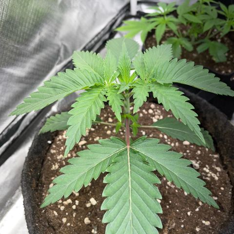 Dante’s Inferno - Mile High Dave by KilliczGe growlog timeline photo