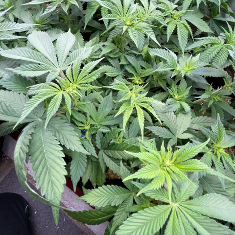 Purple Zkittlez #2 by KilliczGe growlog timeline photo