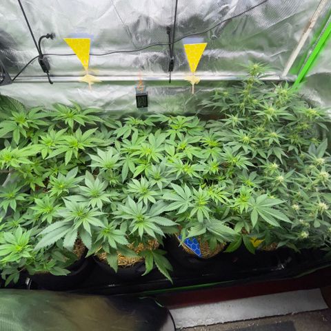 Cereal Milk #3 by KilliczGe growlog timeline photo