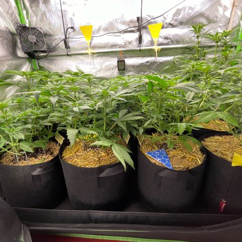 Cereal Milk #3 by KilliczGe growlog timeline photo