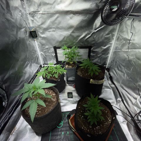 Dante’s Inferno - Mile High Dave by KilliczGe growlog timeline photo